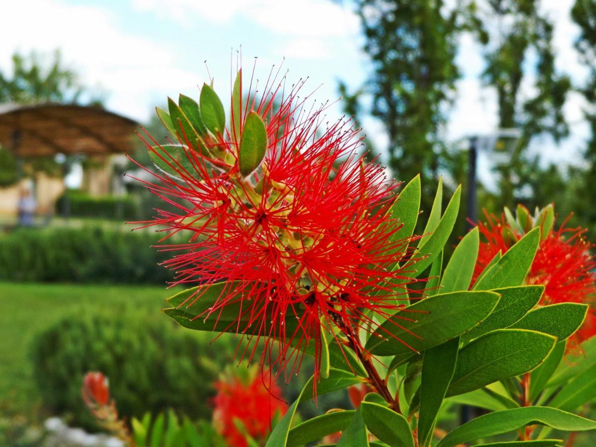 Casa Vacanze La Fiorita Terontola Cameră foto